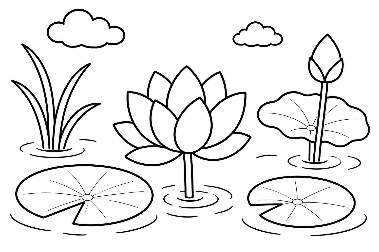 荷花从水面探出头