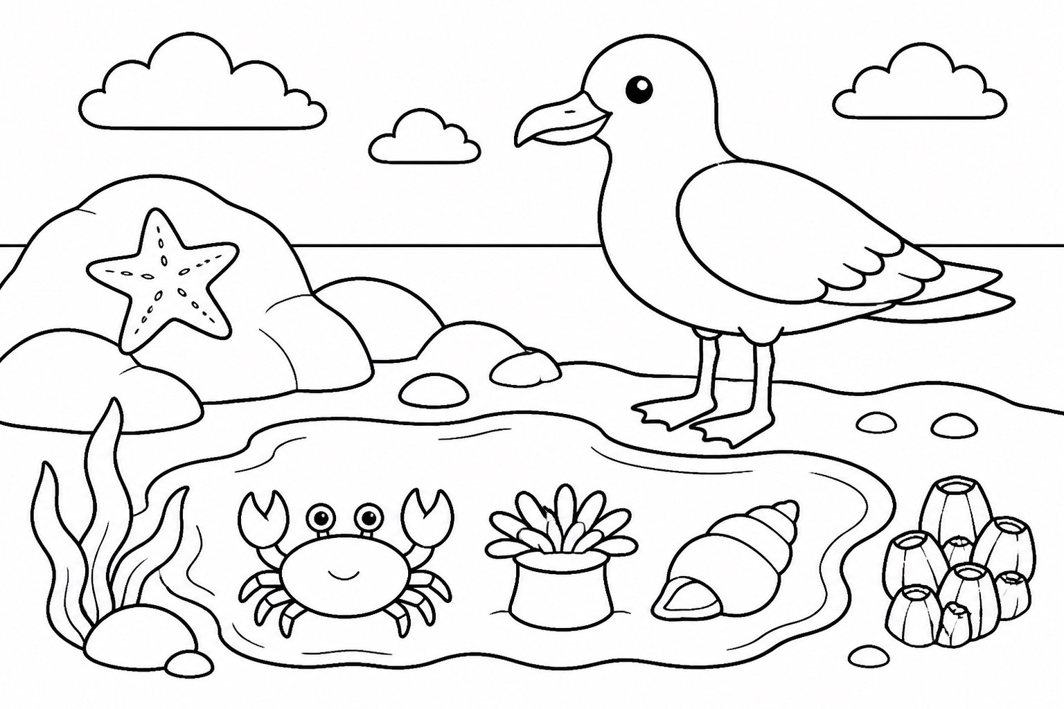 潮池边的海鸥