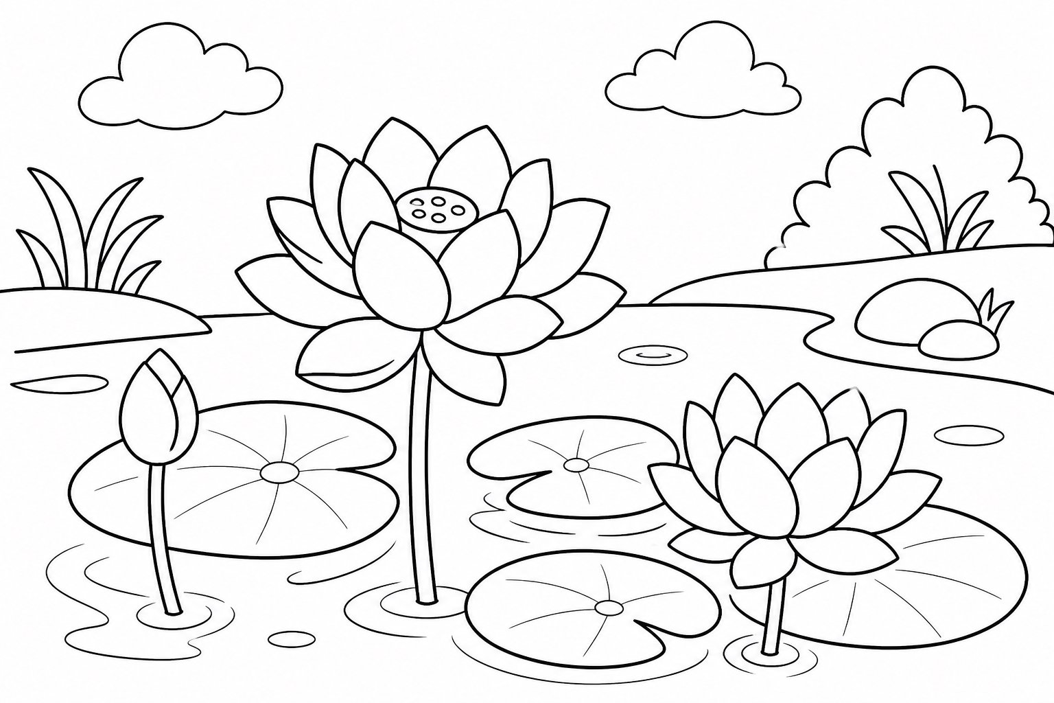 池边盛开的莲花